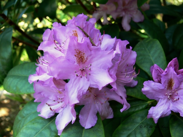 Bois des Moutiers (321) Mai 2012